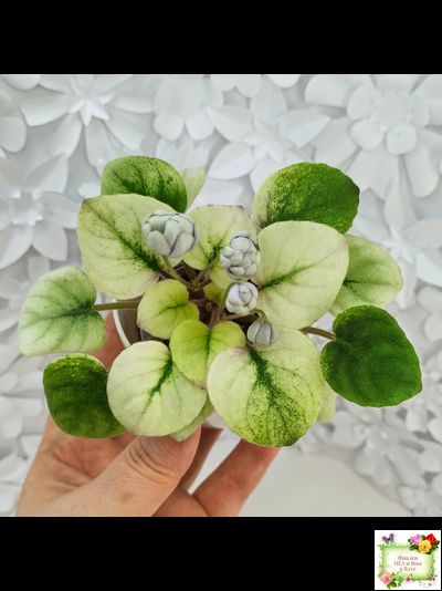 ЛЕ-Хрустальный Водопад Голд (Е. Лебецкая /С. Новгородова) 2018 трейлер