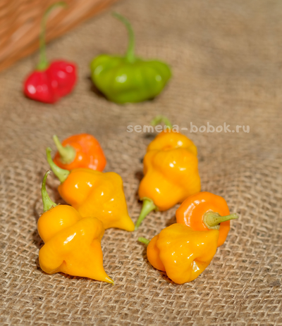 Перец Острый Sonette (Сонет), 10 шт