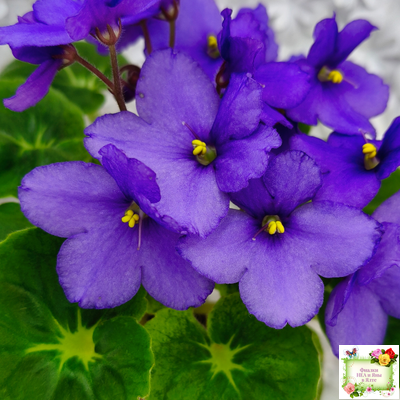 LV-Олег+Алиса (Л. Шевелева) 2025 г. (гёрл-лист с кроновой пестролистностью)