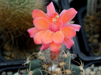 Submatucana paucicostata - 5 семян