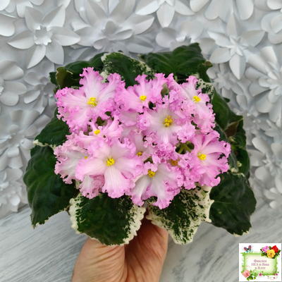 Nik-Обыкновенная Богиня (Н. Булко) 2023 г. (сортовая омоложенная розетка)