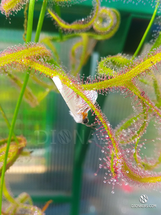 Drosera Binata Multifida Extrema