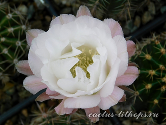 Echinopsis hybrid `Андромеда` x Echinopsis hybrid `Персей` - 5 семян
