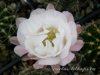 Echinopsis hybrid `Andromeda` x Echinopsis hybrid `Persey` - 5 семян