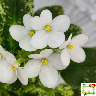 Alan’s Fallen Angel (A.Murphy) трейлер