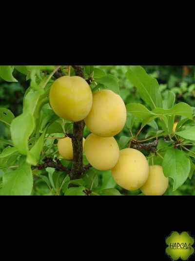 Алыча. СЛИВА РУССКАЯ &quot;Злато Скифов&quot; (божественный вкус и крупные плоды, редкий сорт)