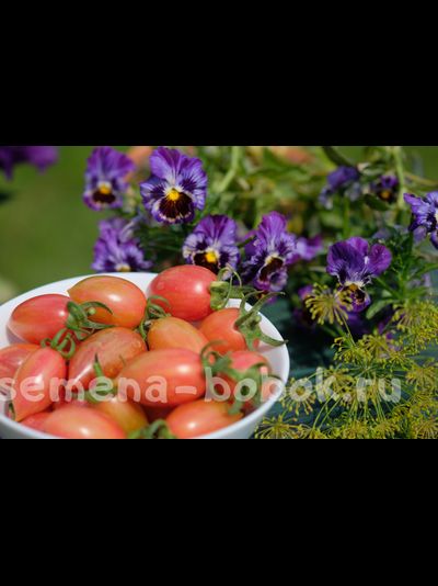 Томат Блаш Розовый (Pink Blush), 10 шт