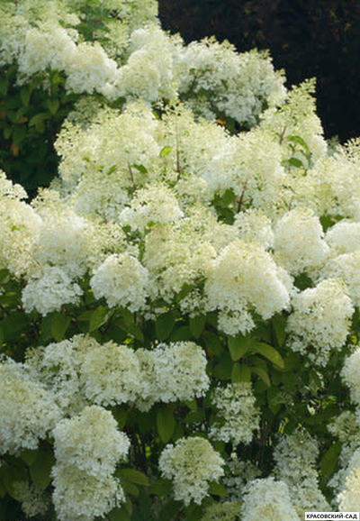 Гортензия метельчатая Бобо в Москве - Фото - Описание - выбрать Сорта - Красовский-Сад.рф