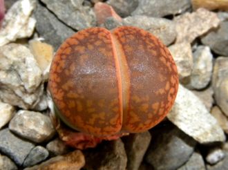 Lithops aucampiae C255