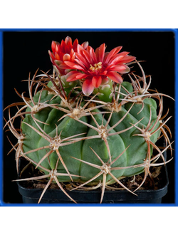 Gymnocalycium carminanthum P 133