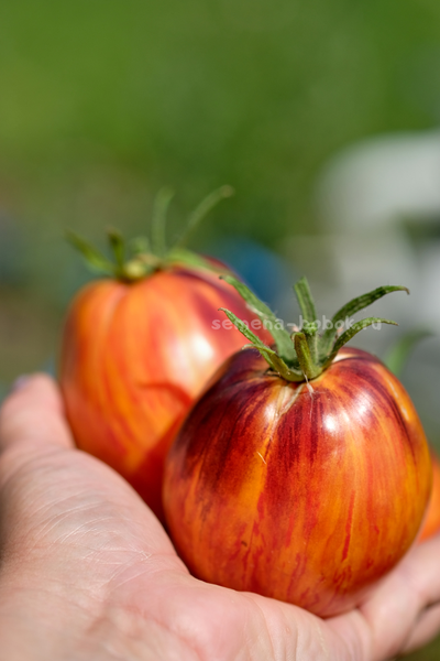 Томат Огненный Тюрбан, 10 шт