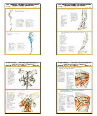 Плакаты ПРОФТЕХ "Топограф. анатомия. Лошадь. Таз и конеч." (22 пл, винил, 70х100)