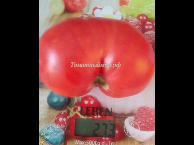 Томат Гордость Грайтмара (Grightmire's Pride) США