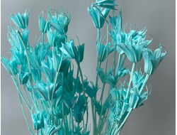 Нигелла голубая