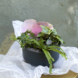 Флорариум Розовая ракушка