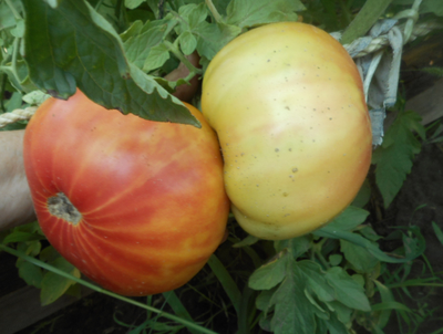 Томат Деревенский (HILBILLY)