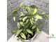 Ficus Diversifolia Splash / фикус диверсифолия сплеш