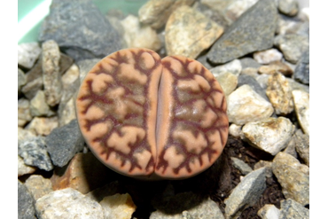 Lithops bromfieldii v.mennellii C283 pale selection
 