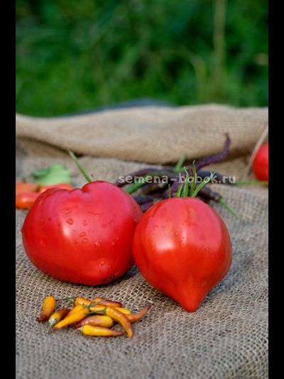 Томат Большая Красная Долли ( Big Dolly Red)