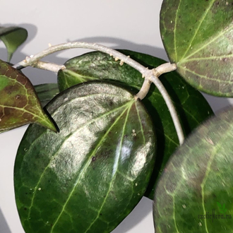 Hoya cv. Genieve (MB-1141)