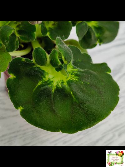 АВ-Девочка с Севера (Фиалковод) 2021 г. (лист посажен 04.09.25)