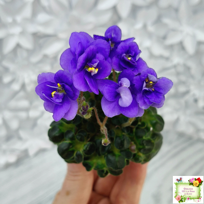 Mac's Pizza Pizzicato (G. McDonald) 01/31/2008 (гёрл-лист)