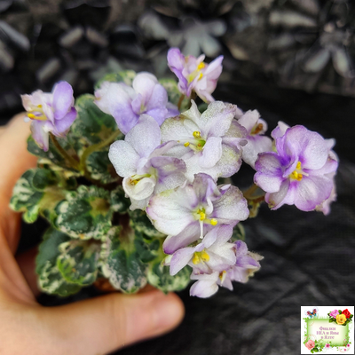 Heavenly Girl (Хевенли Гел), H.Pittman (пестролистный гёрл)