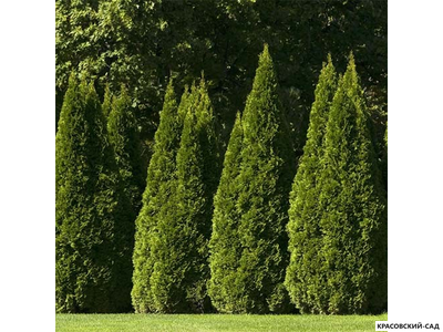 Туя Пирамидалис Компакта - Pyramidalis Compacta