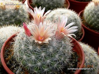 Mammillaria candida