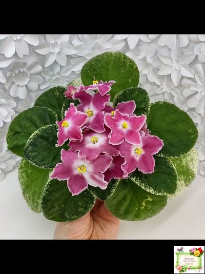 НД-Наталка-Полтавка (Н. Данилова-Суворова) 2018 г.