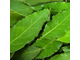 Лавр (Laurus nobilis) Абхазия, молодые листья (5 мл) - 100% натуральное эфирное масло