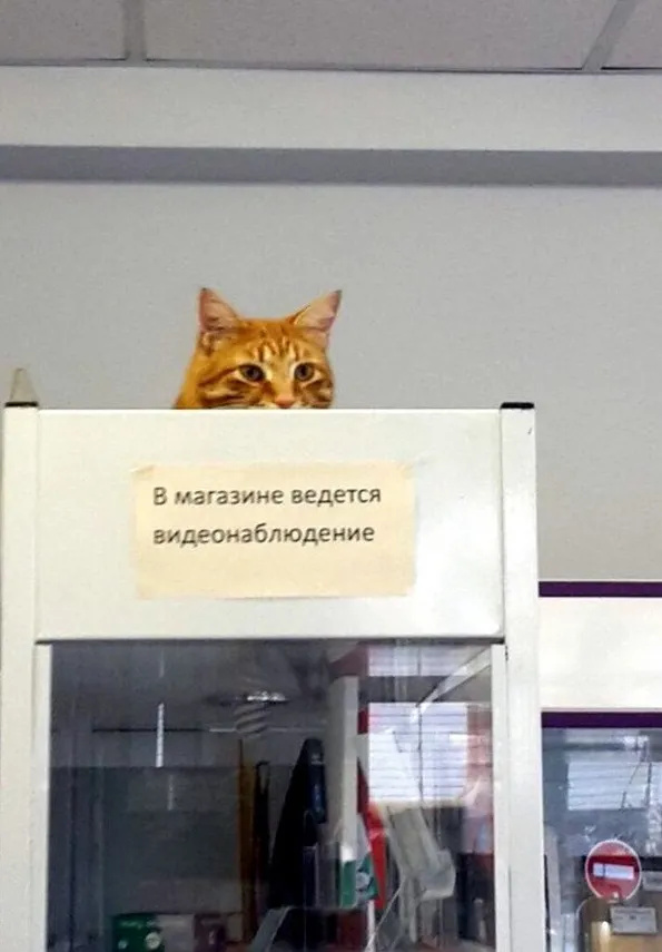 Большой брат смотрит за тобой