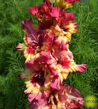 ЛУКОВИЦЫ ГЛАДИОЛУСОВ В АССОРТИМЕНТЕ КРУПНЫЙ РАЗБОР (В НАЛИЧИИ С 1 МАРТА 2024)