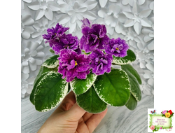 SV-Космические Ежи (С. Суворова) 2021 г.