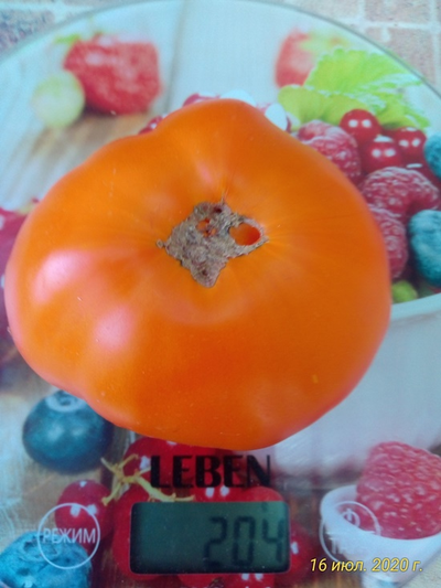 Томат Летний абрикос (Болгария)