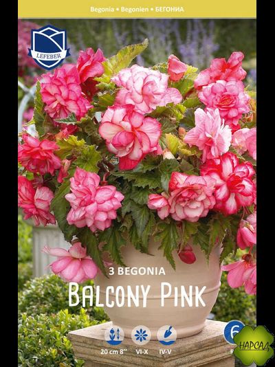 КЛУБНИ. Бегония ампельная Pink Balcony (Пинк Балкони) (В НАЛИЧИИ С 1 МАРТА 2025)