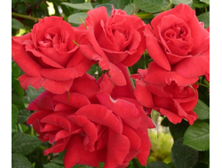 Роза Байкал (Rosa Baikal), ОКС Сербия