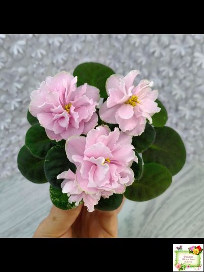 АВ-Амур и Розы (Фиалковод) 2023 г.