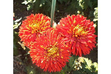 ESCORT ROT.
Интродукция НБС