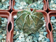 Astrophytum capricorne v. major (с бурыми хлопьями)