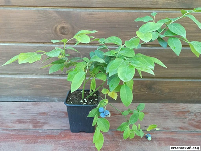 Голубика Блуэтта - Bluetta