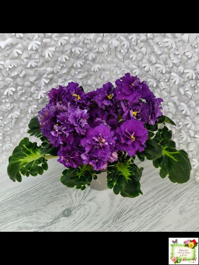 ЛФ-Лилия (Л. Федосеева) 2019 г.