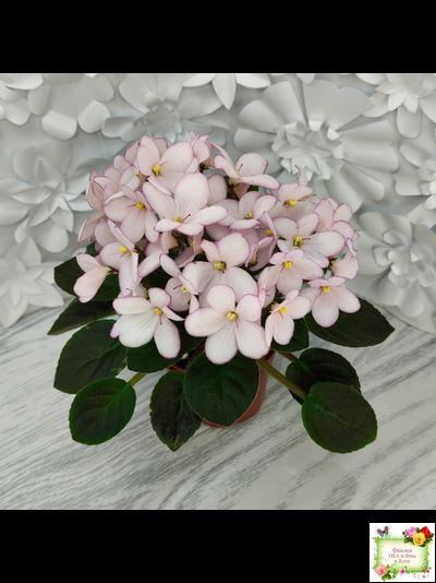 Н-Дюймовочка (Н. Бердникова)