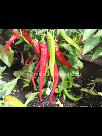 Перец сладкий ДЖИММИ НАРДЕЛЛО, 10 шт