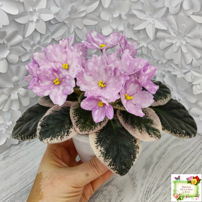 Rivermist Beguiling (J. Baker) (10971) 04/13/2018