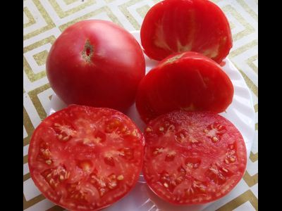 Томат Мамонт (Mammoth)