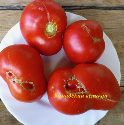 Томат Канадский великан