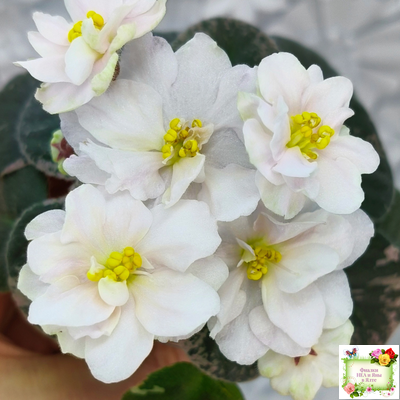 Golden Eye (S. Sorano)