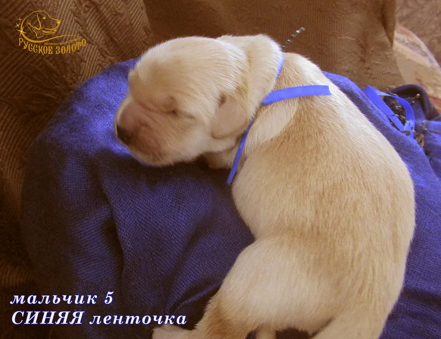 УЖЕ в НОВОМ ДОМЕ = Мальчик СИНЯЯ ленточка, 5 дней. ДР 28.01.20. 