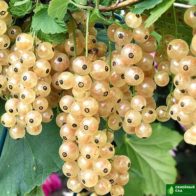 Смородина белая "Смольяниновская"